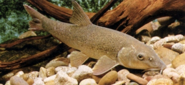 Le Barbeau