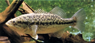 Le Black Bass