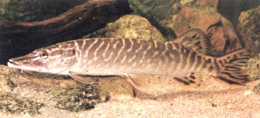 Le Brochet
