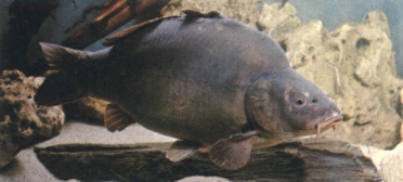 La Carpe