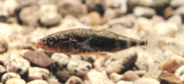L'Epinoche