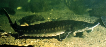 L'Esturgeon