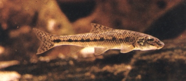 Le Goujon