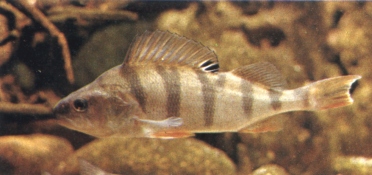 La Perche