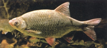 Le Rotengle