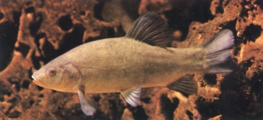 La Tanche